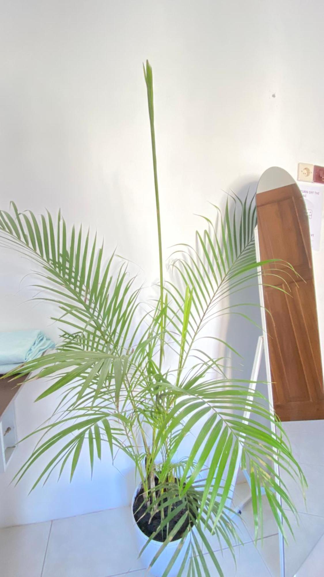 Zzz Hostel Бануванги Стая снимка